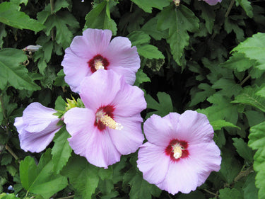 1000 BULK Mixed Colors ROSE Of SHARON HIBISCUS Syriacus Flower Tree Shrub Seeds